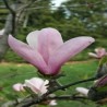 Magnolija 'Simple Pleasures'/Magnolia/ - 150-175cm, C20 kont.