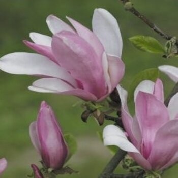 Magnolija 'George Henry...