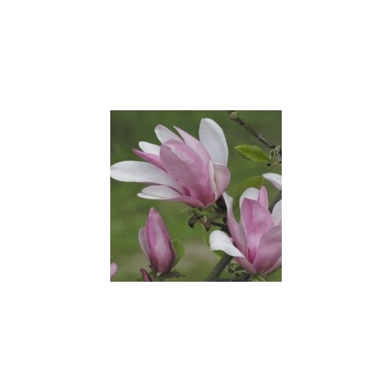 Magnolija 'George Henry Kern' /Magnolia/ 40-60cm, C3 kont.