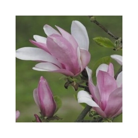 Magnolija 'George Henry Kern' /Magnolia/ 40-60cm, C3 kont.