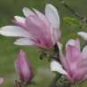Magnolija 'George Henry Kern' /Magnolia/ 40-60cm, C3 kont.