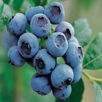 Krūmmellene ,,Bluecrop,,...
