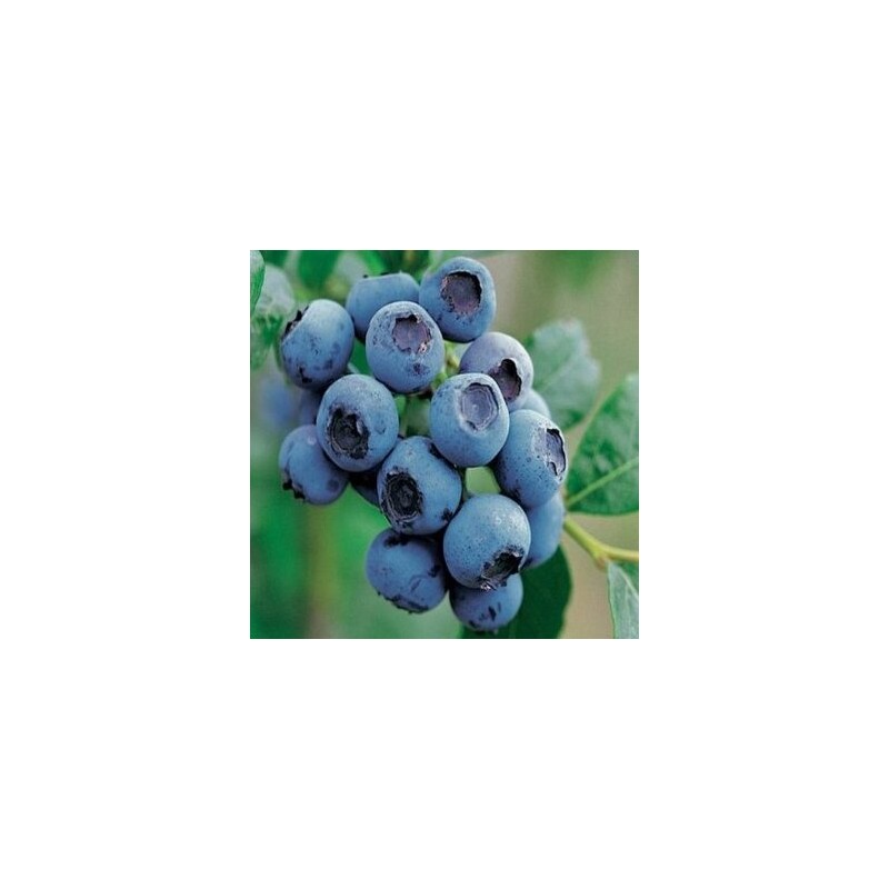 Krūmmellene ,,Bluecrop,, /Vaccinium corymbosum/ - 3 gadīgs stāds, C5 Kont.