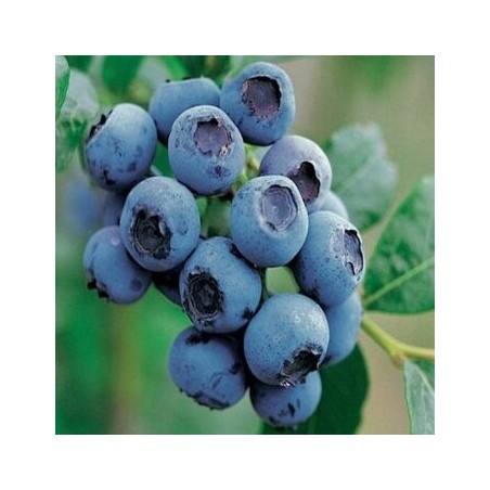 Krūmmellene ,,Bluecrop,, /Vaccinium corymbosum/ - 3 gadīgs stāds, C5 Kont.