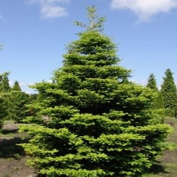Korejas baltegle/Abies koreana/ - C2 kont.