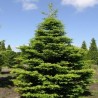 Korejas baltegle/Abies koreana/ - C2 kont.