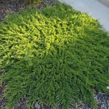 Klajeniskais kadiķis ,,Prince of Wales,,/Juniperus horizontalis/ - C4 kont.