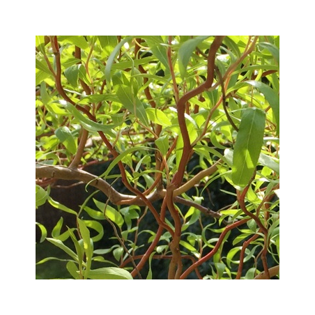 Zeltzaru vītols ,,Erythroflexuosa,, /Salix x sepulcralis/- 80-110cm