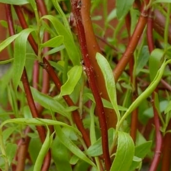 Zeltzaru vītols ,,Erythroflexuosa,, /Salix x sepulcralis/- 80-110cm