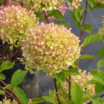 Skarainā hortenzija ,,Renvagor - Romantic Ace" /Hydrangea paniculata/ - C12 kont.