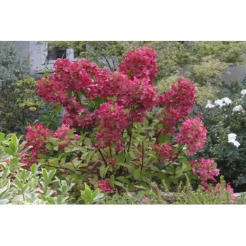 Skarainā hortenzija ,,Wim's Red,, /Hydrangea paniculata/ - C2 kont.