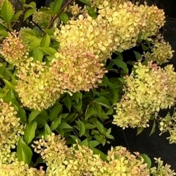 Skarainā hortenzija ,,Renvagor - Romantic Ace" /Hydrangea paniculata/ - C12 kont.
