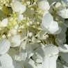 Skarainā hortenzija "Baby Lace" /Hydrangea paniculata/ - C5 kont.