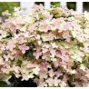 Hortenzija, šluotelinė "Polestar" /Hydrangea paniculata/ - P9 kont.