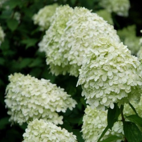 Hortenzija, šluotelinė ,,Limelight,, /Hydrangea paniculata/ - C3 kont.