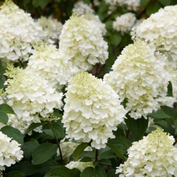 Skarainā hortenzija ,,Silver Dollar,, /Hydrangea paniculata/ - C3 kont.