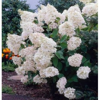 Skarainā hortenzija ,,Grandiflora,, /Hydrangea paniculata/ - C3 kont.