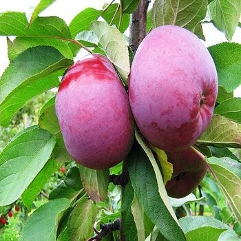 Kolonābele "Gatis" /malus...