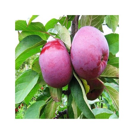 Obelis, koloninė "Gatis" /malus domestica/ - 50-70cm