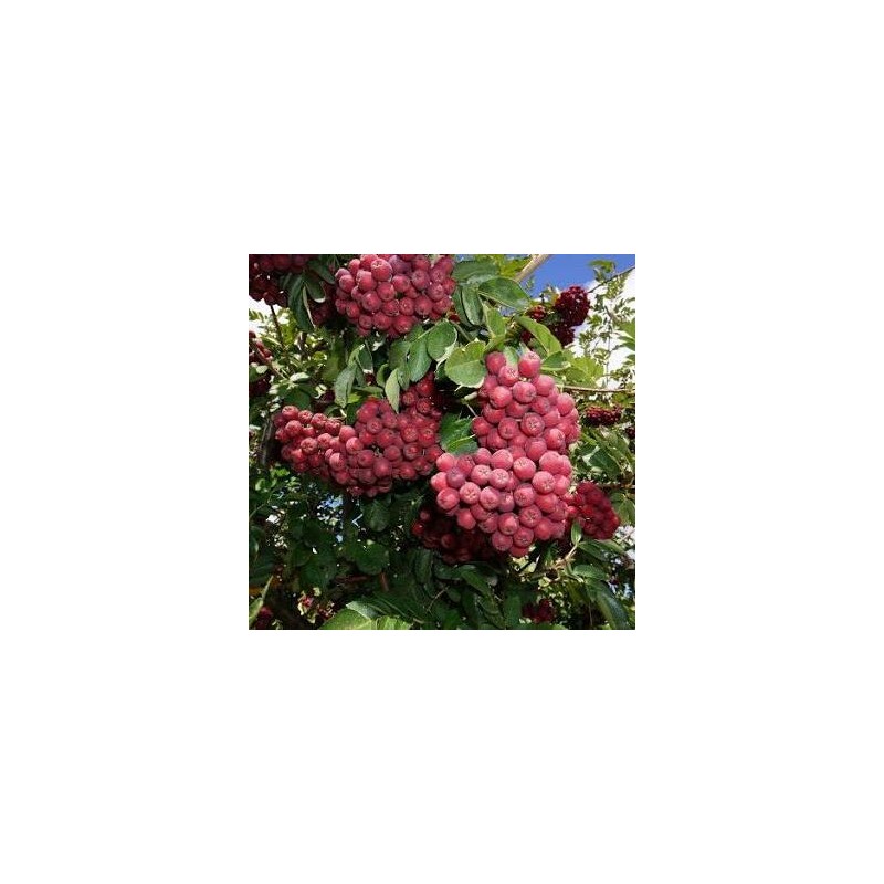 Ēdamais pīlādzis "Granatnaja" /Sorbus aucuparia/ - 150cm