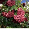 Ēdamais pīlādzis "Granatnaja" /Sorbus aucuparia/ - 150cm