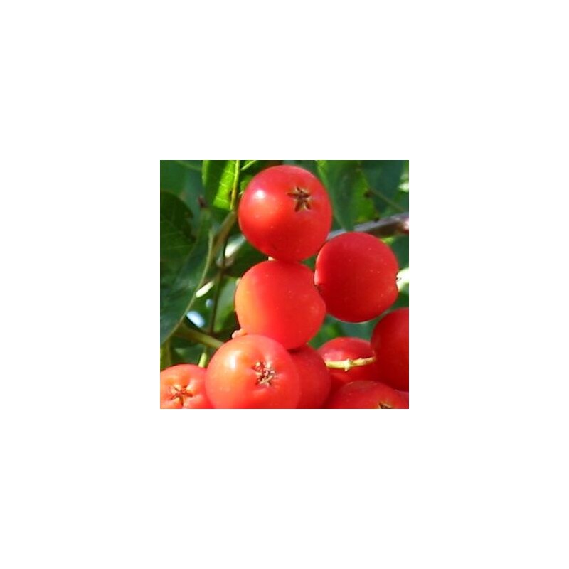 Ēdamais pīlādzis "Moravica" /Sorbus aucuparia/ - 120-150cm