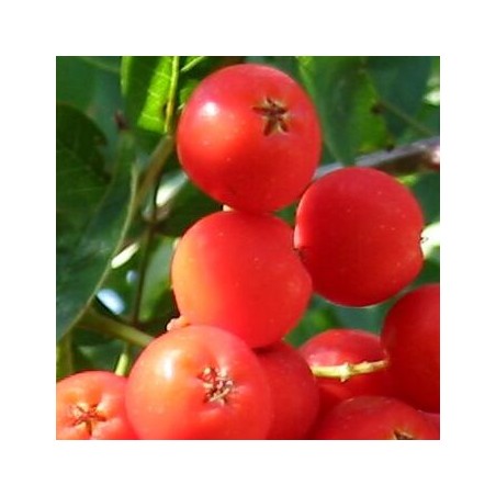 Ēdamais pīlādzis "Moravica" /Sorbus aucuparia/ - 120-150cm