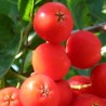 Ēdamais pīlādzis "Moravica" /Sorbus aucuparia/ - 120-150cm
