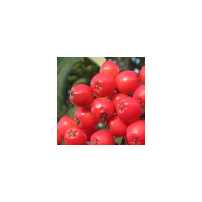 Ēdamais pīlādzis "Alaja Krupnaja" /Sorbus aucuparia/ - 150cm