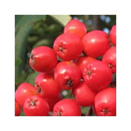 Ēdamais pīlādzis "Alaja Krupnaja" /Sorbus aucuparia/ - 150cm