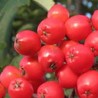 Ēdamais pīlādzis "Alaja Krupnaja" /Sorbus aucuparia/ - 150cm
