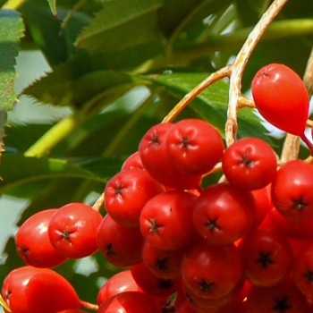 Ēdamais pīlādzis "Dodong" /Sorbus aucuparia/ - 60cm