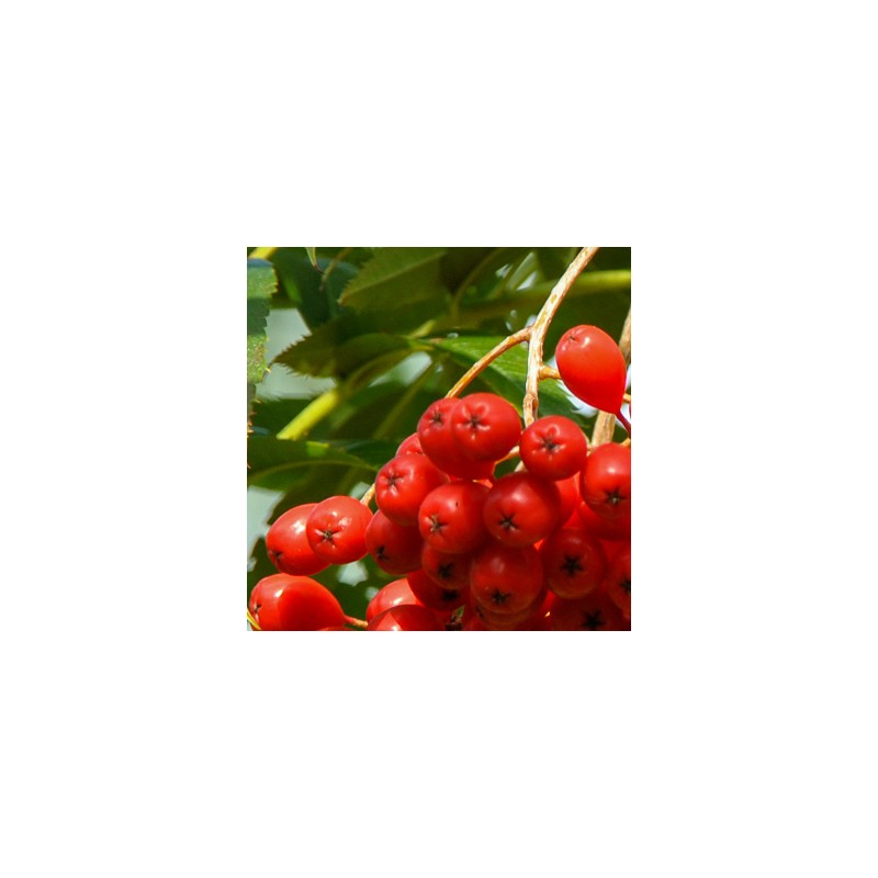 Ēdamais pīlādzis "Dodong" /Sorbus aucuparia/ - 60cm