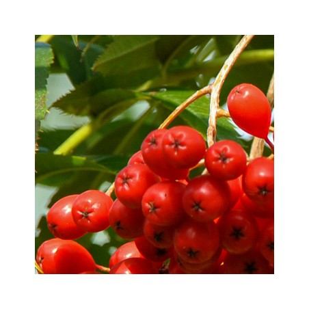 Ēdamais pīlādzis "Dodong" /Sorbus aucuparia/ - 60cm