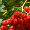 Ēdamais pīlādzis "Dodong" /Sorbus aucuparia/ - 60cm