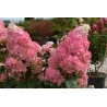 Skarainā hortenzija ,,Sundae Fraise,, /Hydrangea paniculata/ - C3 kont.