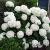 Kokveida hortenzija ,,Annabelle,, /Hydrangea arborescens/ - C5 kont.