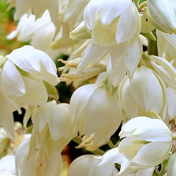 Juka, diegveida /Yucca...