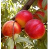 Nektarīns "Super Queen" /Prunus persica var. nupersica/ - 160-200cm.