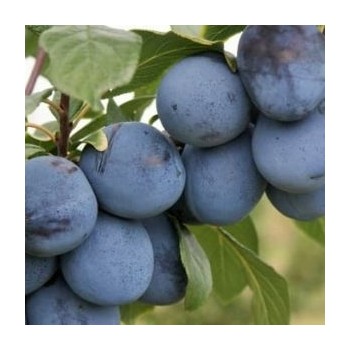 Plūme "Haganta" /Prunus...
