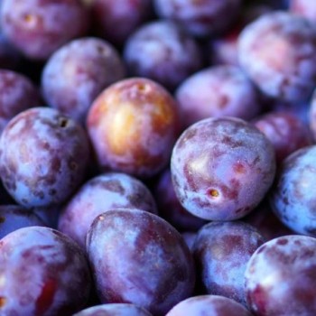 Plūme "Gyné" /Prunus...