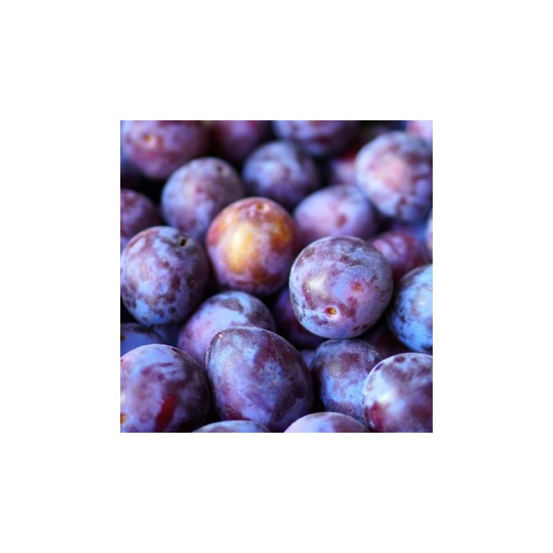 Plūme "Gyné" /Prunus domestica/ - 160-200cm