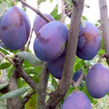 Plūme "Violeta" /Prunus...