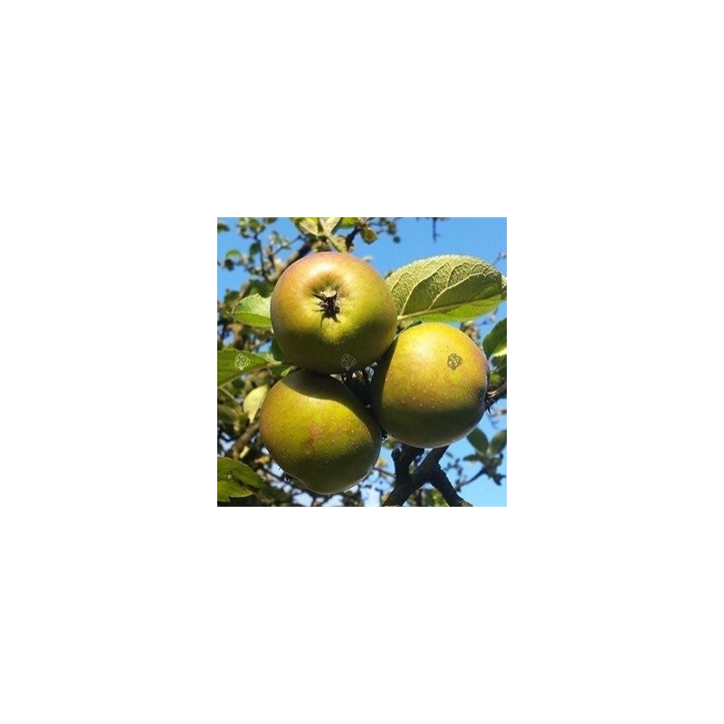 Ābele "Szara Reneta", /Malus domestica/ -160-180cm