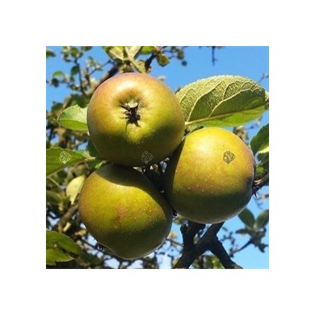 Ābele "Szara Reneta", /Malus domestica/ -160-180cm
