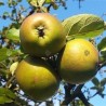 Ābele "Szara Reneta", /Malus domestica/ -160-180cm