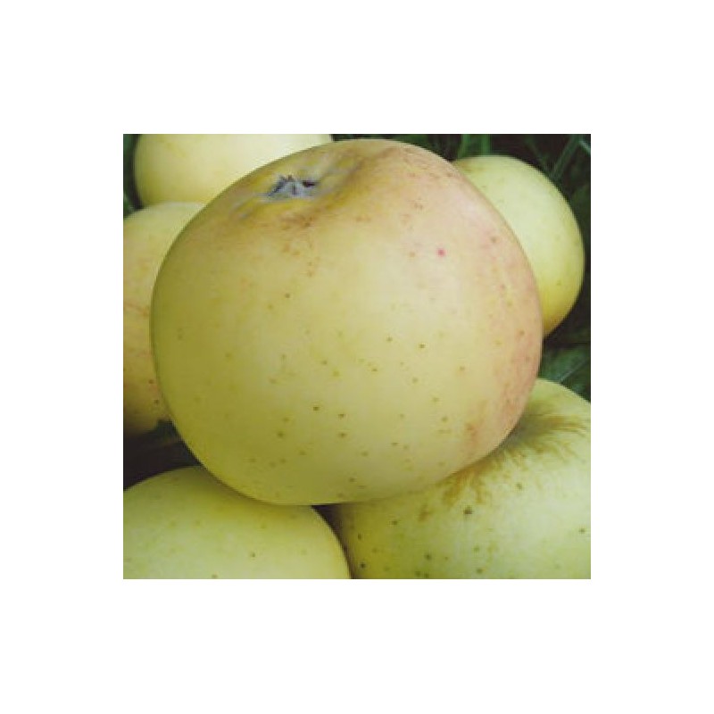 Rudens ābele "Zelta Renete", /Malus domestica/ - 120-160cm