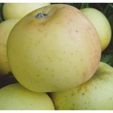 Rudens ābele "Zelta Renete", /Malus domestica/ -160-180cm