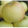 Rudens ābele "Zelta Renete", /Malus domestica/ -160-180cm