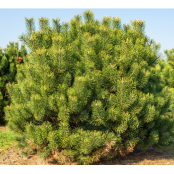 Kalnu priede 'Uncinata'/Pinus mugo uncinata/ - C3 kont.